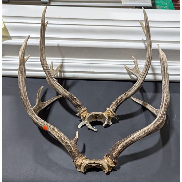 2 Sets of Deer Antlers