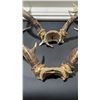 Image 2 : 2 Sets of Deer Antlers