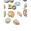 Image 5 : Lot of VTG Perfume & Assorted Seashells