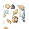 Image 6 : Lot of VTG Perfume & Assorted Seashells