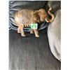 Image 1 : Elephant, Light Weight