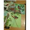 Image 5 : (19) Vintage Bird Prints.
