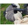 Image 2 : 4 decoy geese.