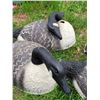 Image 4 : 4 decoy geese.