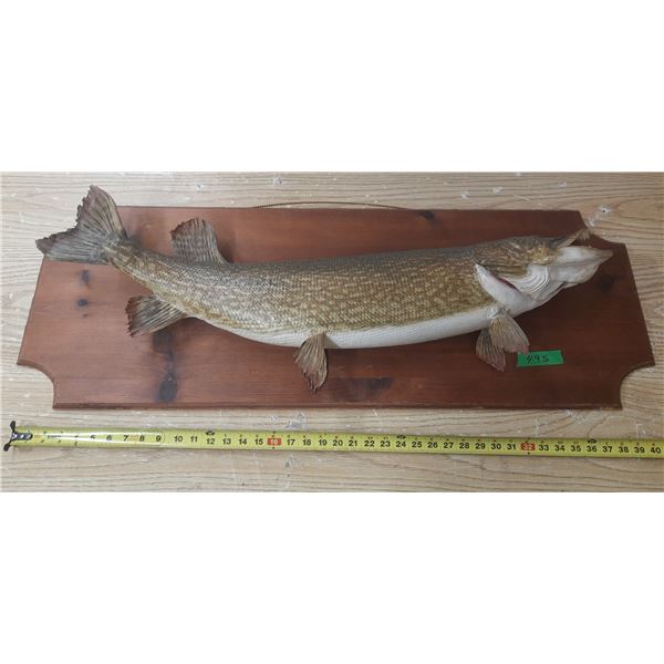 Mounted Northern Pike 38” Long