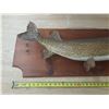 Image 2 : Mounted Northern Pike 38” Long