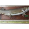 Image 3 : Mounted Northern Pike 38” Long