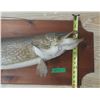 Image 5 : Mounted Northern Pike 38” Long
