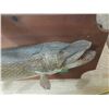 Image 6 : Mounted Northern Pike 38” Long