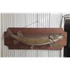 Image 7 : Mounted Northern Pike 38” Long
