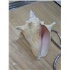 Image 8 : sliipers, shell, bluetooth speaker, and other stuff