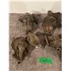 Image 2 : Lot of (6) Sediment Bowls w/ Fuel Pump