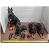 Image 1 : Lot of vintage chalkware doberman dogs- sizes vary