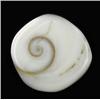 Image 1 : 15.25ct Rare Gomti Chakra Shell (GEM-20788)