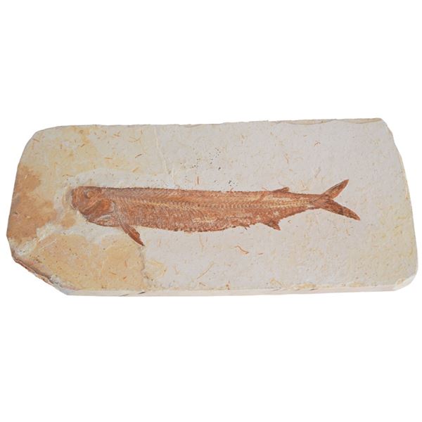 Limestone Bony Fish Specimen Fossil