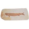 Image 1 : Limestone Bony Fish Specimen Fossil