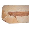 Image 3 : Limestone Bony Fish Specimen Fossil