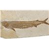 Image 4 : Limestone Bony Fish Specimen Fossil
