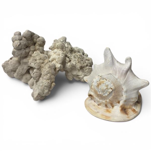 Conch Shell and Large Aquarium Coral-Like Aquarium Sculpture (Shell is 9" X 6" X 8" tall)