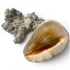 Image 2 : Conch Shell and Large Aquarium Coral-Like Aquarium Sculpture (Shell is 9" X 6" X 8" tall)