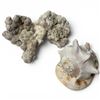 Image 3 : Conch Shell and Large Aquarium Coral-Like Aquarium Sculpture (Shell is 9" X 6" X 8" tall)