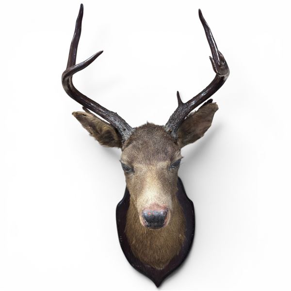 Vintage Whitetail Deer Shoulder Mount 4 Point Buck Inscription Reads 72'