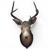 Image 1 : Vintage Whitetail Deer Shoulder Mount 4 Point Buck Inscription Reads 72'
