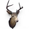 Image 2 : Vintage Whitetail Deer Shoulder Mount 4 Point Buck Inscription Reads 72'