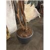 Image 3 : 7ft Tall Artificial Schefflera Umbrella Tree in Gray Planter â€“ Faux Floor Plant