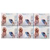 Image 1 : Group of BNIB 6 Aquapaw Pro Pet Grooming Tool