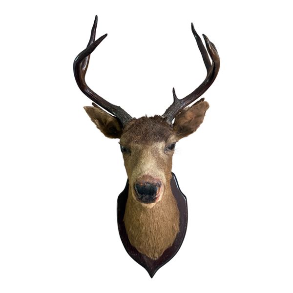 6-Point Taxidermy Buck Shoulder, Wall-Mounted - some splitting the edge of the ears