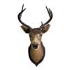 Image 1 : 6-Point Taxidermy Buck Shoulder, Wall-Mounted - some splitting the edge of the ears