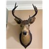Image 2 : 6-Point Taxidermy Buck Shoulder, Wall-Mounted - some splitting the edge of the ears