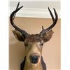 Image 3 : 6-Point Taxidermy Buck Shoulder, Wall-Mounted - some splitting the edge of the ears