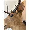 Image 4 : 6-Point Taxidermy Buck Shoulder, Wall-Mounted - some splitting the edge of the ears