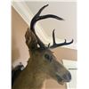 Image 5 : 6-Point Taxidermy Buck Shoulder, Wall-Mounted - some splitting the edge of the ears