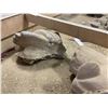 Image 3 : Terracotta Chinese Warrior Replica Fragments Exhibit
