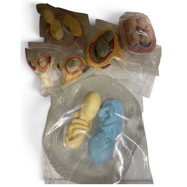 Group of Anatomical Fetal Development Models
