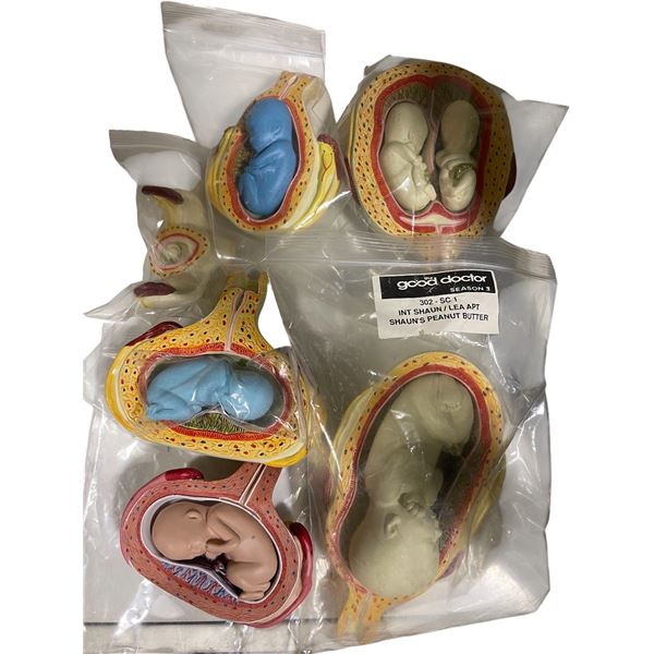Group of Anatomical Fetal Development Models
