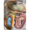 Image 2 : Group of Anatomical Fetal Development Models