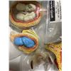 Image 3 : Group of Anatomical Fetal Development Models