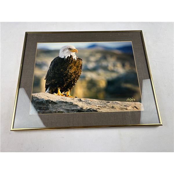 Bald Eagle Photography