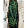 Image 3 : 7.5' Dunhill Fir Tree