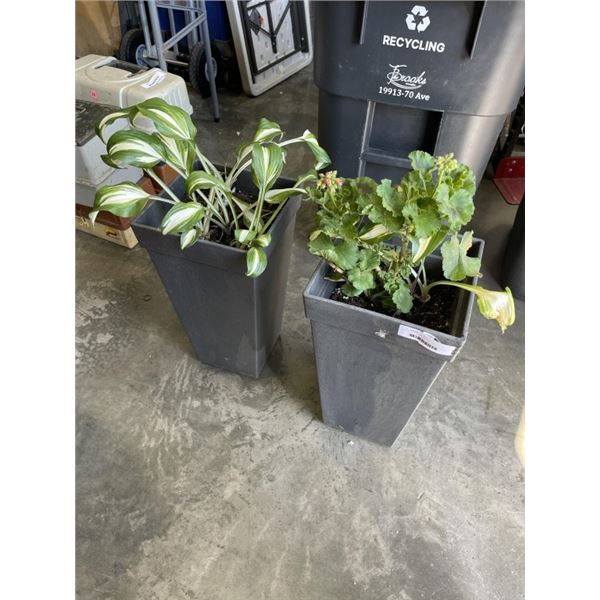 2 LIVE PLANTS IN POTS