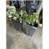 Image 1 : 2 LIVE PLANTS IN POTS
