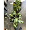Image 2 : 2 LIVE PLANTS IN POTS