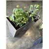 Image 3 : 2 LIVE PLANTS IN POTS