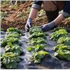 Image 1 : Weed Pro Plus Landscape Fabric 6'x300'