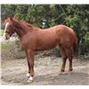 Image 2 : “NikR” 2 year old
