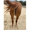 Image 10 : “Dolly” 3 year old Filly